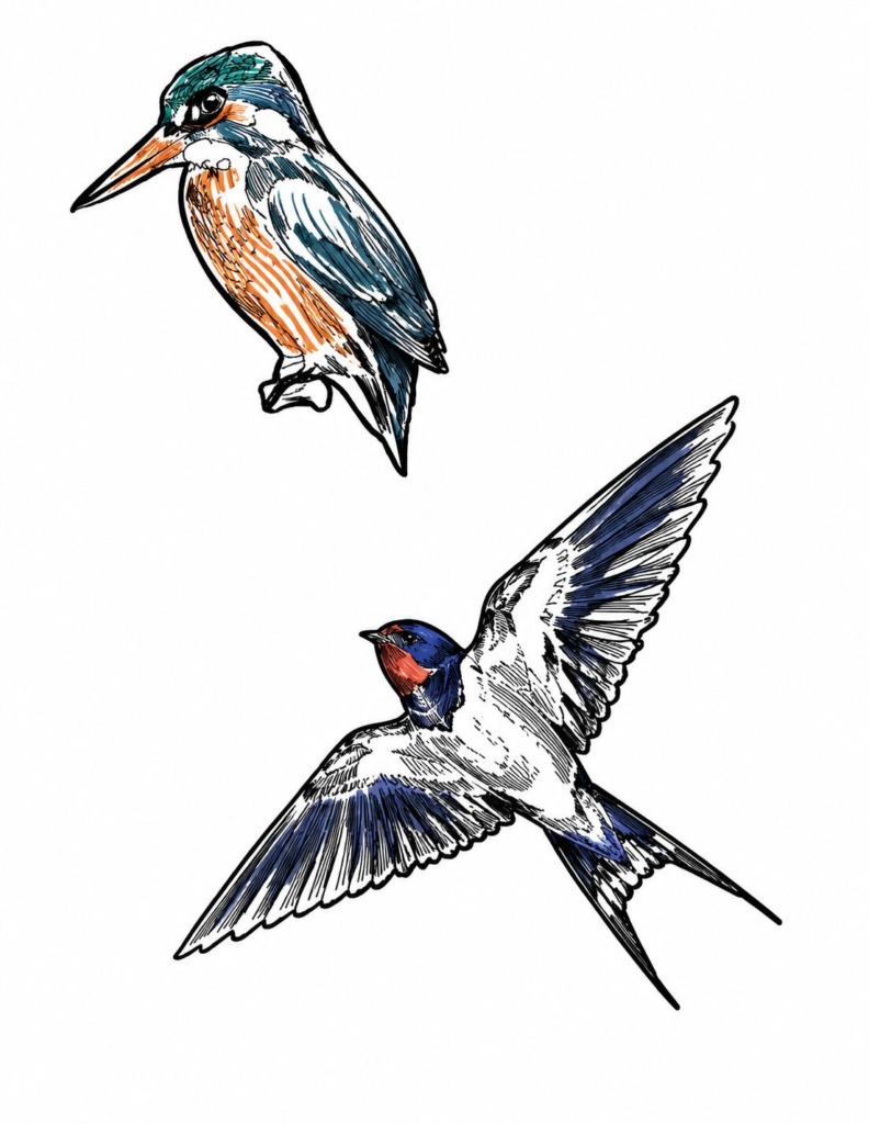 birds illustrations